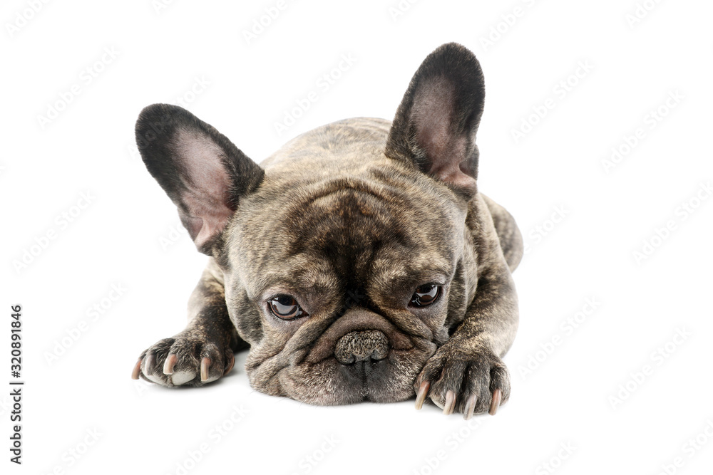 Studio shot of a lovely French Bulldog