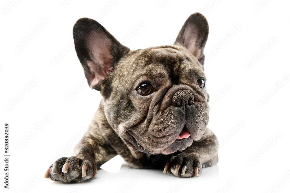 Studio shot of a lovely French Bulldog