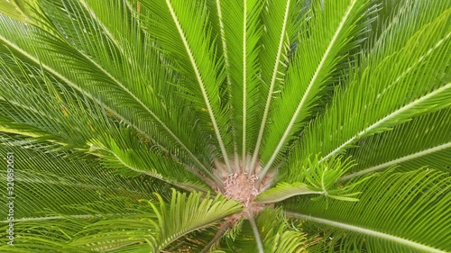 Beautiful vase of cycad palm (Cycas revoluta). photo