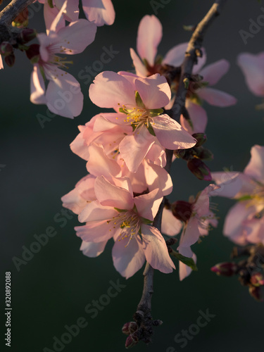 Flor de almendro. Prunus dulcis