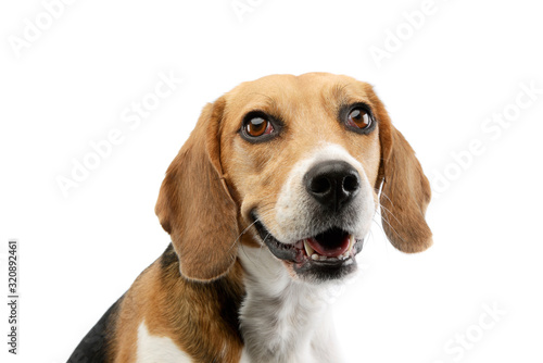 Portrait of an adorable Beagle