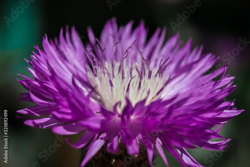 Blooming flower. Centaurea cyanus  commonly known as cornflower or bachelor s button.
