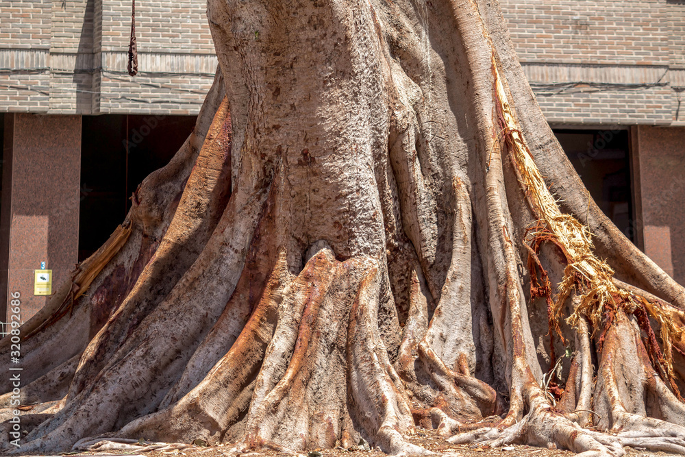 tronco árbol milenario raiz de madera
