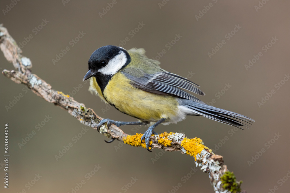 Great Tit, Parus major, perched on a branch with yellow lichens on a uniform background Great Tit, Parus major, perched on a branch with yellow lichens on a uniform background