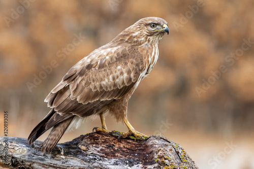 Common buzzard, Buteo buteo, perched on a log on an autumnal brown background