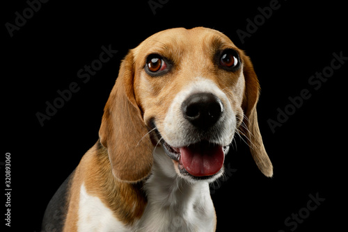 Portrait of an adorable Beagle