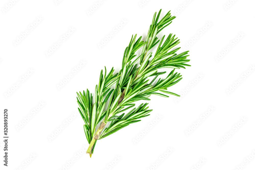 Isolated top view flat lay fresh green rosemary leaves, twigs and branches on white background. Isolated top view flat lay fresh green rosemary leaves, twigs and branches on white background.