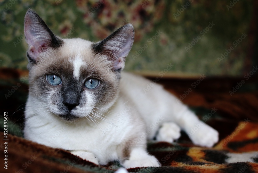 portrait of a cat manchkin with blue eyes