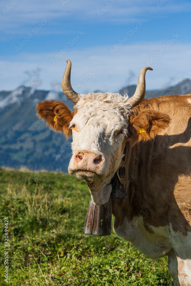 Beautiful swiss cows. Alpine meadows. Mountains. Beautiful swiss cows. Alpine meadows. Mountains.