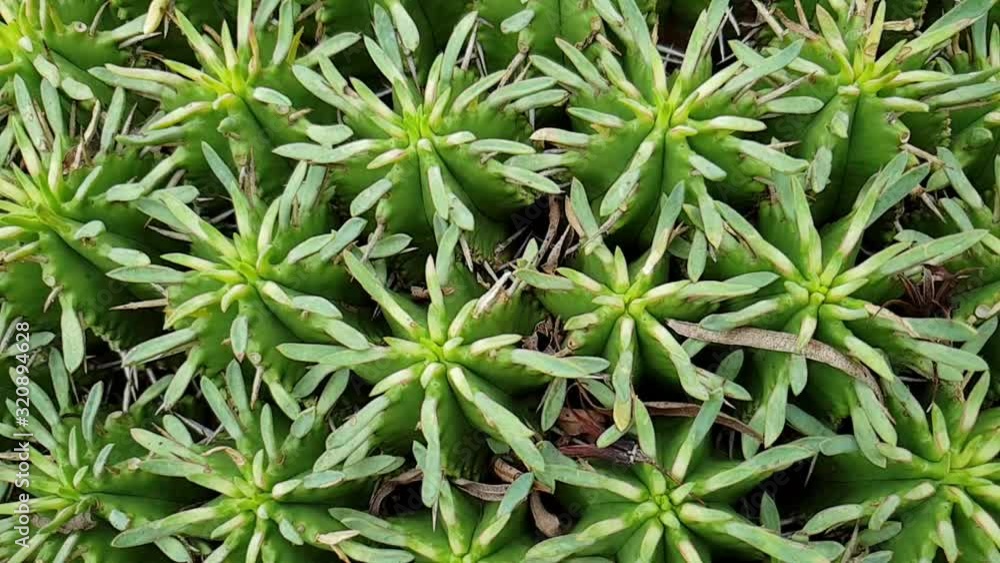 Round cactus with thorns all over with deep green colored stems, beautiful natural green texture and patterns as camera moves in slow motion. Round cactus with thorns all over with deep green colored stems, beautiful natural green texture and patterns as camera moves in slow motion.