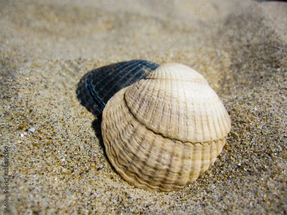 Sea shell on the beach in Zandvoort, Netherlands Sea shell on the beach in Zandvoort, Netherlands