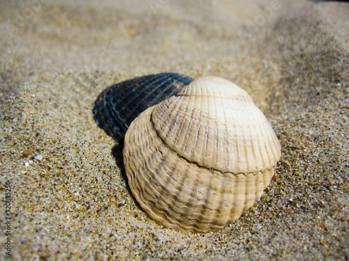 Sea shell on the beach in Zandvoort, Netherlands