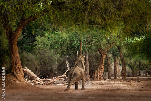 African Bush Elephant - Loxodonta africana in Mana Pools National Park in Zimbabwe, standing in the green forest and eating or looking for leaves. photo