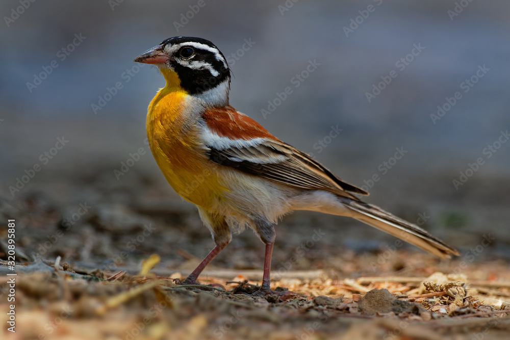 Golden-breasted Bunting - Emberiza flaviventris passerine yellow black white bird in the bunting family Emberizidae, dry open woodlands and moist savanna in Africa south of the Sahara Golden-breasted Bunting - Emberiza flaviventris passerine yellow black white bird in the bunting family Emberizidae, dry open woodlands and moist savanna in Africa south of the Sahara