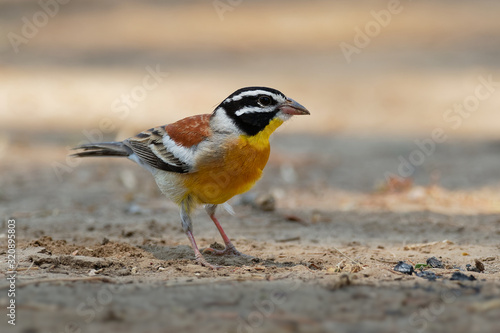 Golden-breasted Bunting - Emberiza flaviventris passerine yellow black white bird in the bunting family Emberizidae, dry open woodlands and moist savanna in Africa south of the Sahara photo