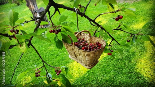 cherries in a basket