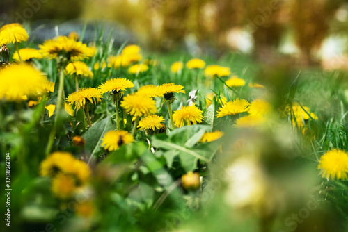 Spring background - yellow dandelion flowers grow amid tall green grass