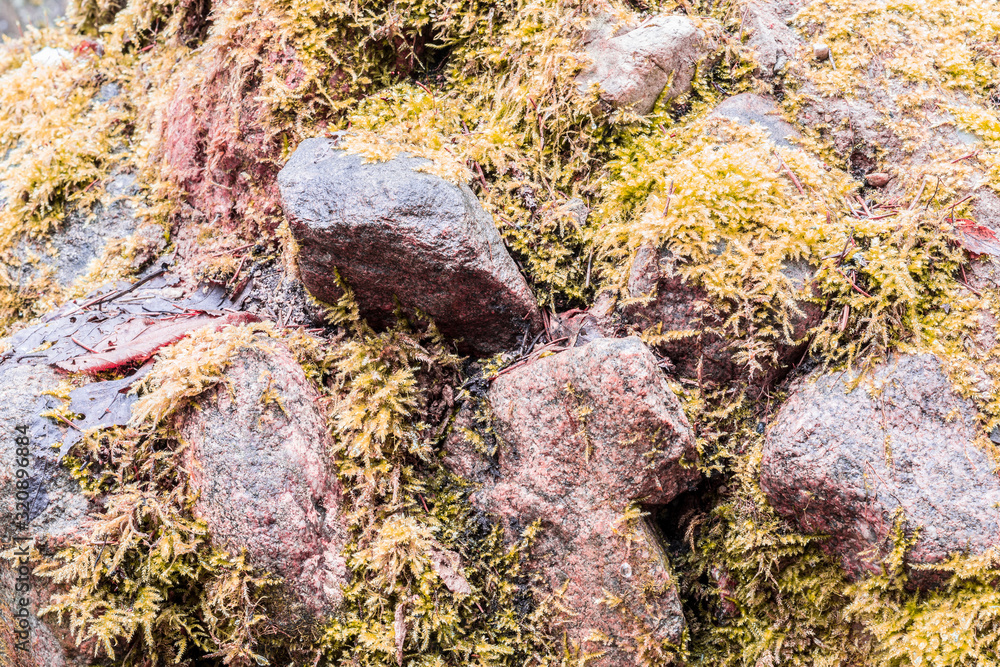 Stones covered with moss, close-up abstract background