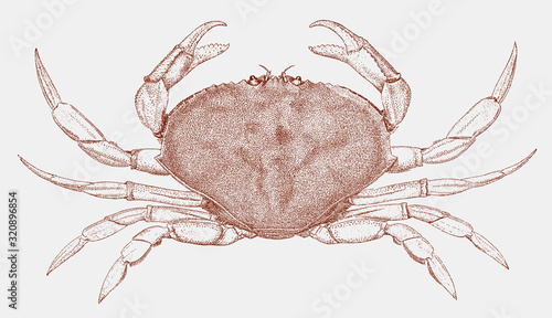 Dungeness crab metacarcinus magister from west coast of North America photo