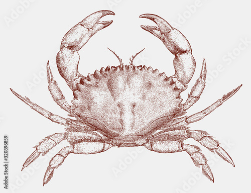 California rock crab, romaleon antennarium from the west coast of North America