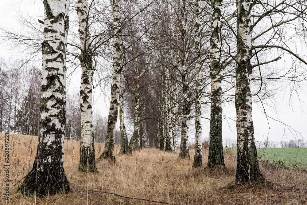birch alley and dry grass in late autumn, nature abstract background birch alley and dry grass in late autumn, nature abstract background