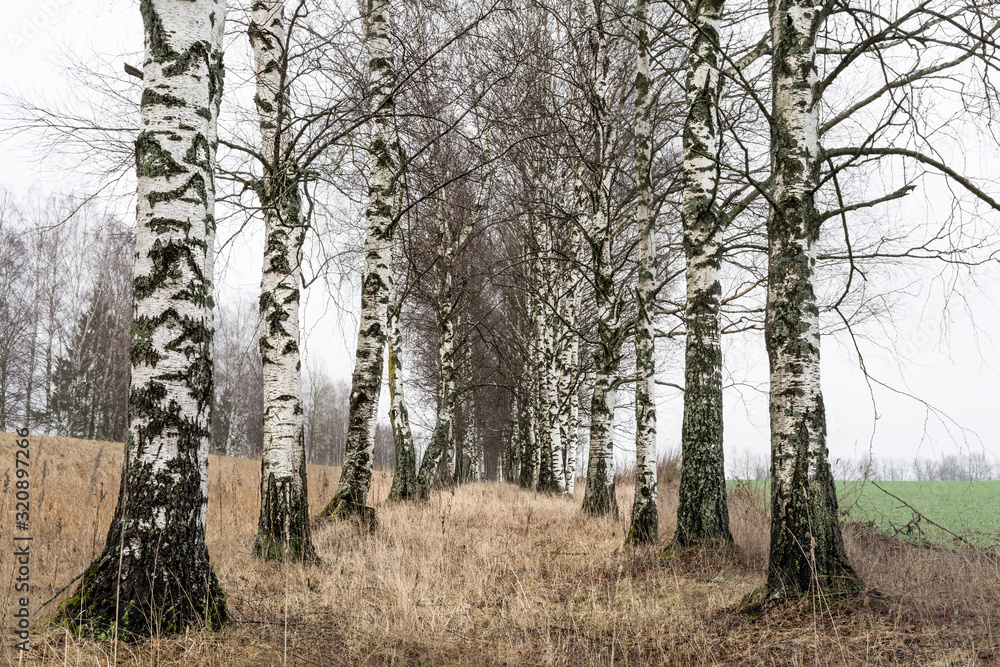 birch alley and dry grass in late autumn, nature abstract background birch alley and dry grass in late autumn, nature abstract background