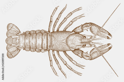 Spinycheek crayfish orconectes limosus from east coast of North America, introduced to Europe photo