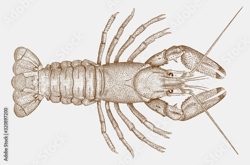 Spinycheek crayfish orconectes limosus from east coast of North America, introduced to Europe