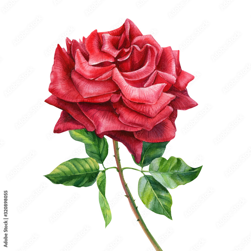 Red rose on a white background, valentines day, watercolor clipart ...