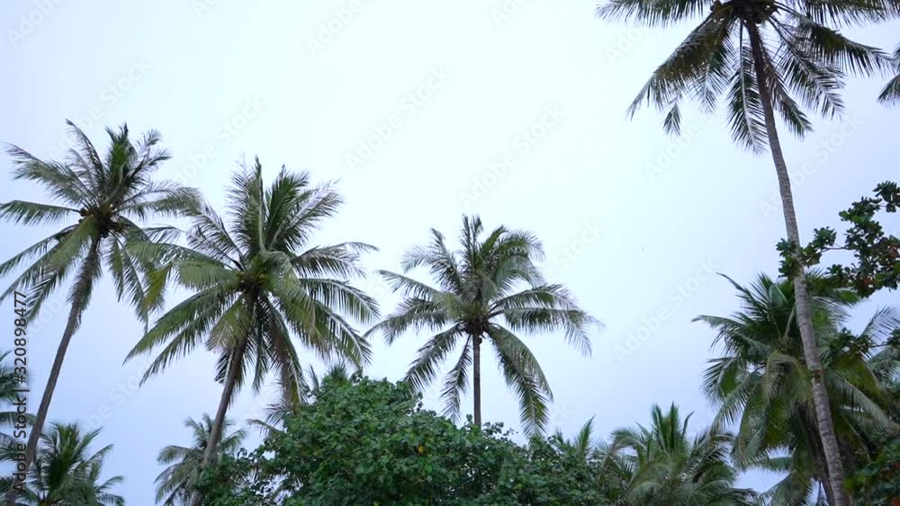 Palm Trees in Koh Jum, Thailand. Palm Trees in Koh Jum, Thailand.