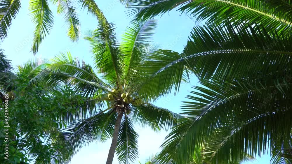 Palm Trees top dancing in the wind with coconuts in Koh Jum, Thailand. Palm Trees top dancing in the wind with coconuts in Koh Jum, Thailand.