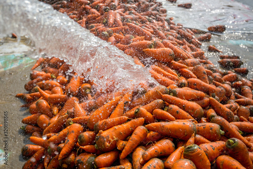 Un-washed and dirty carrot washing on throw pipe water. Food background. Near Savar District at Dhaka, Bangladesh. photo