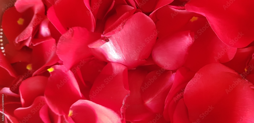 red rose petals red rose petals