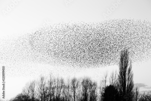 The Murmurations of Starlings in evening light