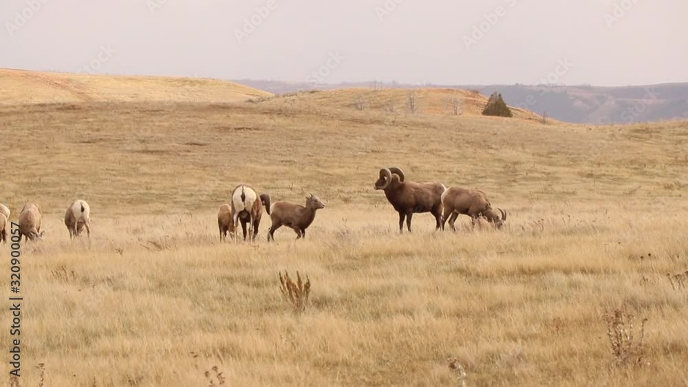 Bighorn sheep rams and ewes in grasslands during the rut, mating season, grazing, theodore roosevelt national park Bighorn sheep rams and ewes in grasslands during the rut, mating season, grazing, theodore roosevelt national park