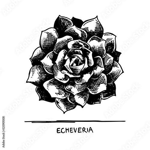 Echeveria succulent_ Plant