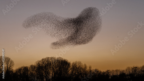 Cuadro en lienzo The Murmurations of Starlings in evening light
