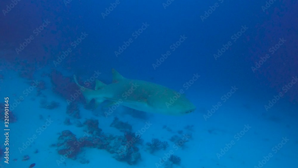 Nurse shark swims towards, next to and away from camera on a coral reef with sand Nurse shark swims towards, next to and away from camera on a coral reef with sand