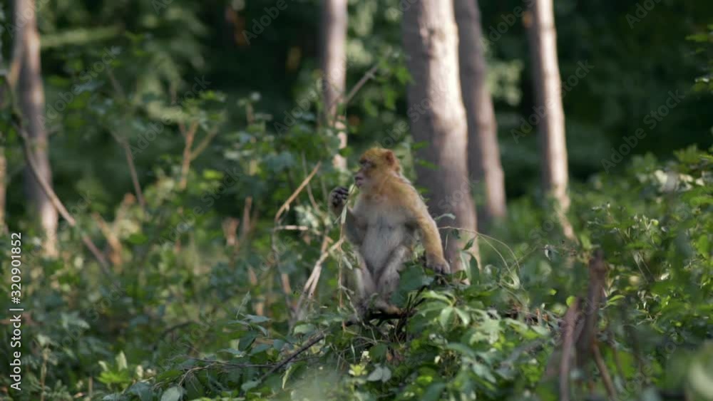 Barbary ape eating a branch // slide left, slow motion Barbary ape eating a branch // slide left, slow motion
