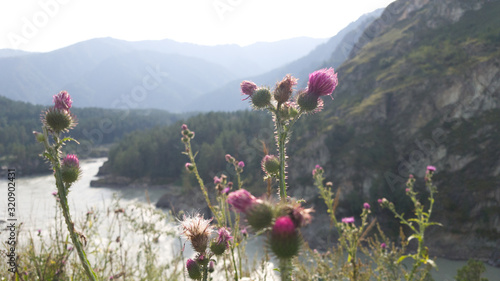 Bright purple Thistle blossoms against a beautiful mountain landscape. Haze photo