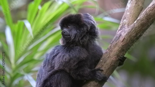 An adorable small Goeldi monkey onto a tree branch - close up photo