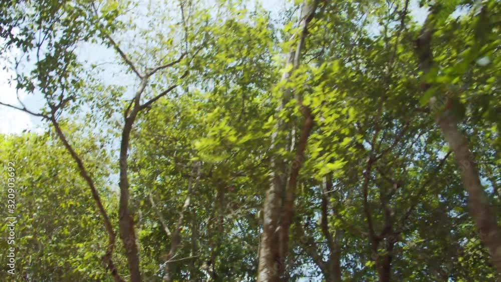 Driving Fast through the Forest.
View of Tree Branches in Motion on Fast Moving Car in the Wood. Driving Fast through the Forest.
View of Tree Branches in Motion on Fast Moving Car in the Wood.