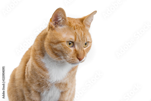 gatto rosso su fondo bianco