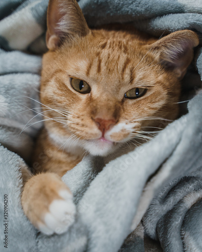 Tenero gatto rosso riposa sotto le coperte