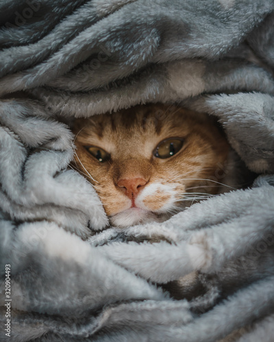 Tenero gatto rosso riposa sotto le coperte