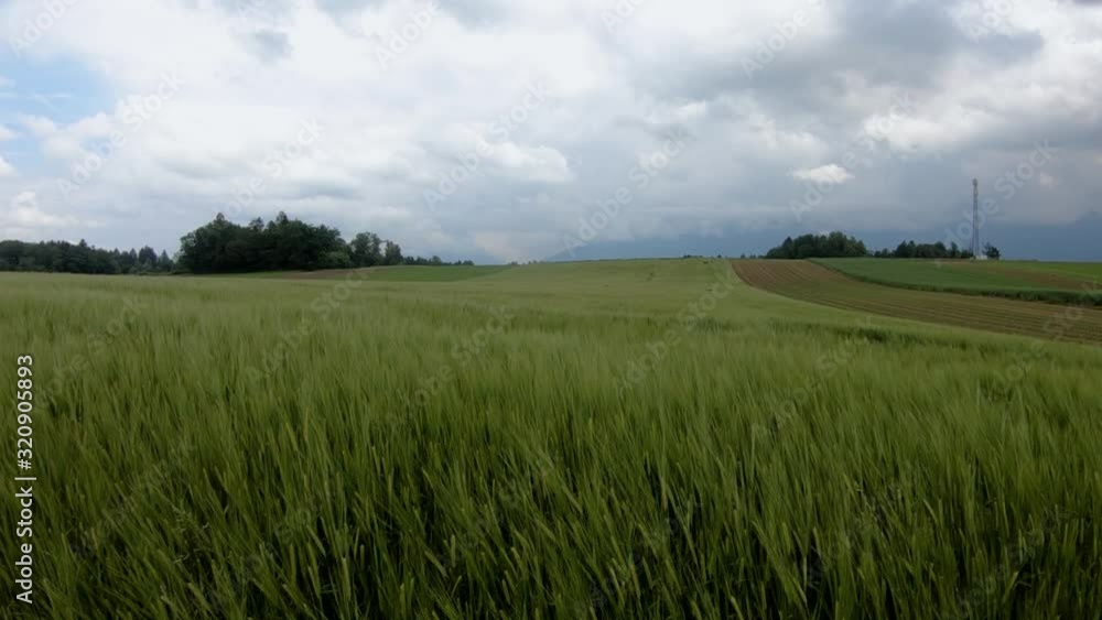 Slow motion ascending green wheat on large farming field on cloudy day Slow motion ascending green wheat on large farming field on cloudy day
