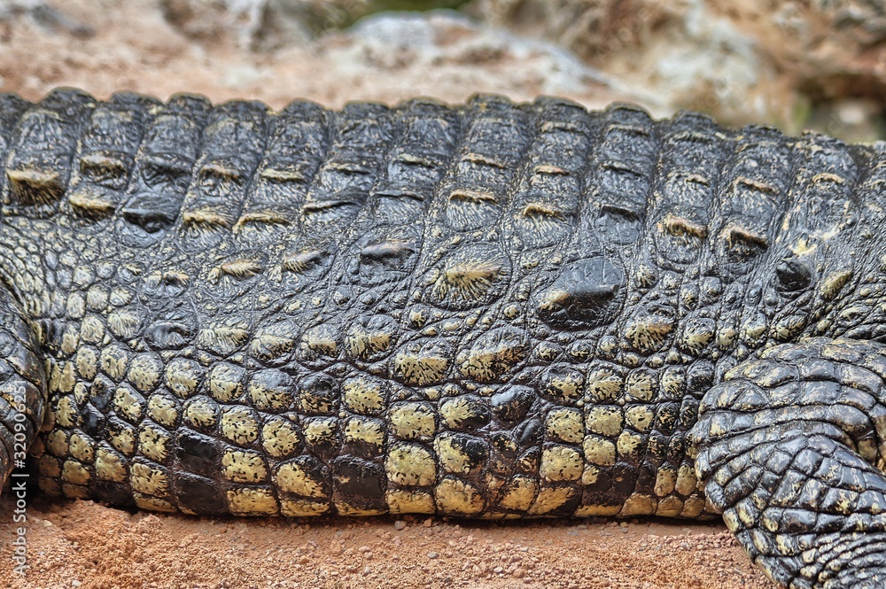 Detail of the skin of a Nile crocodile (Crocodylus niloticus) Detail of the skin of a Nile crocodile (Crocodylus niloticus)