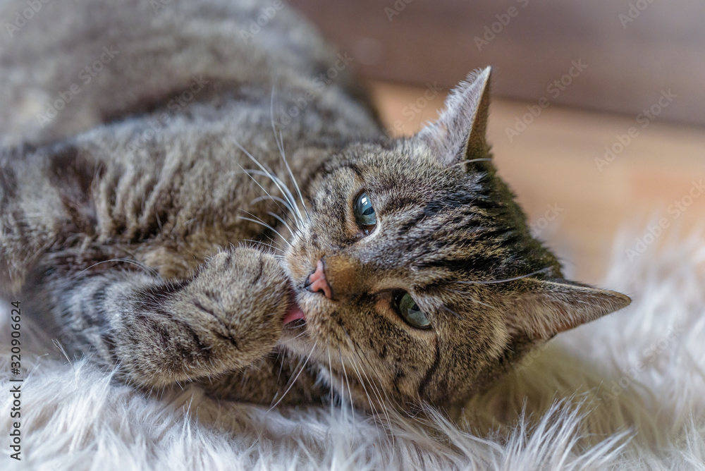 Eine getigerte Katze spielt mit einer Maus Eine getigerte Katze spielt mit einer Maus