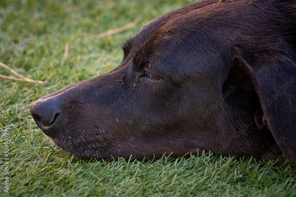 Head of black dog sleeping in the grass. Head of black dog sleeping in the grass.