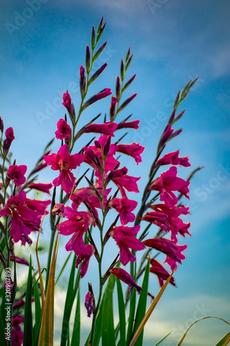 Vertical isolated dark pink flowers on a background of blue sky.